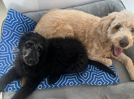 F1B  Rare black standard Goldendoodle puppies in North Wales