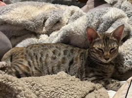 Savannah F4 cats beautiful