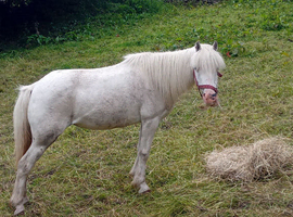 Spotted mare in foal (Project or Broodmare)