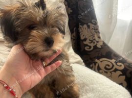 Gorgeous Yorki boy ️