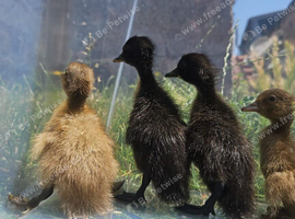 Indian Runner Duck ducklings