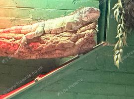 Green/blue iguana 10 years old