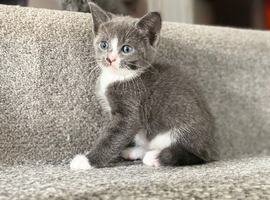 Kittens looking for there forever homes