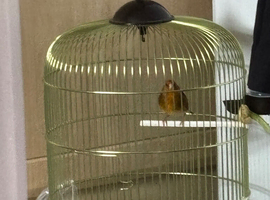 Gold finch mule cock sell our swap