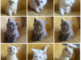 BSH X kittens ready in 2 weeks
