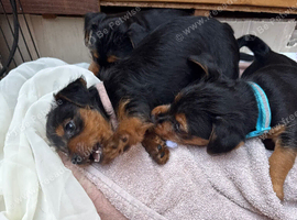 pattern dale cross yorkshire terrier