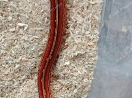 Tessera Corn snake het 100% microscale amel, anery, caramel +