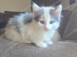 Gorgeous kittens