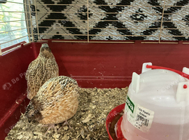 Jumbo quail