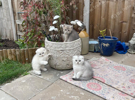 Stunning litter - Scottish Fold Kittens