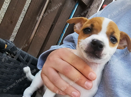 Jack Russell