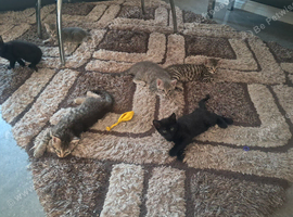 6 kittens for sale