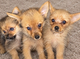 Yorkie cross you Pom