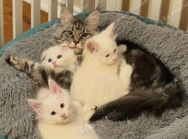 Maine coon mix