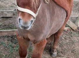 2 lovely Shetland geldings for sale️
