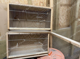 Single breeding cage for budgies and small birds