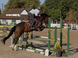 Whizzy, Welsh, And A Whole Lot Of Fun