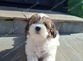 Shichon puppies