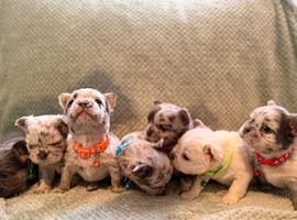 Super Full visual Merle fluffy French bulldogs
