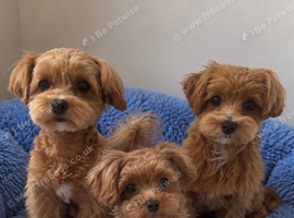 Beautiful Maltipoo Puppies - Ready to Leave Now