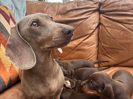 Beautiful KC smooth mini dachshund puppies