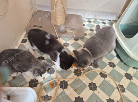 2 beautiful bsh kittens