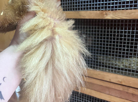 Angora hob ferrets