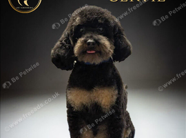This is Bertie and he is beauu