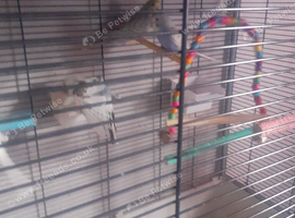 9 baby budgies  joblot