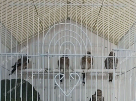 5x Baby goldfinch