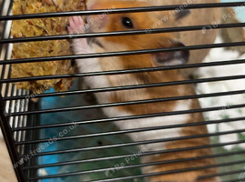 Syrian hamster For sale! OPEN TO OFFERS