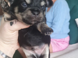 Shichi puppies