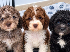Poodle puppies