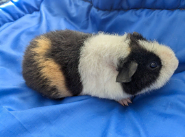 Pure bred Teddy guinea pig boars