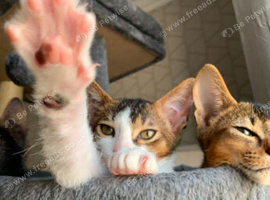 Abyssinian cross curly boy
