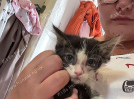Kittens