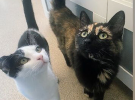 To cats for sale