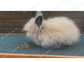 Angora rabbit