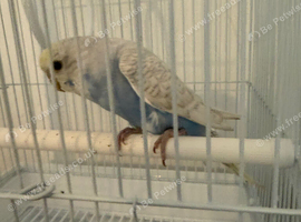 Beautiful Male Blue and White Baby Budgie