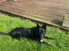 german shepherd for stud