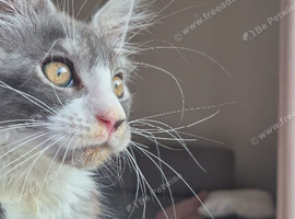 Beautiful Maine coon kitten needing rehoming