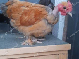 Necked neck bantam chickens