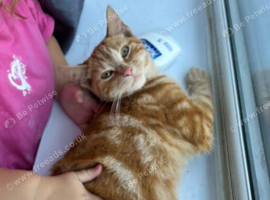 Ginger Kitten - fully vaccinated