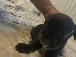 x2 last French bulldog puppies