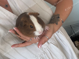2x 14 week Guinea pigs with cage and accessories