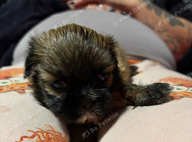 Beautiful 8 week old female shihtzu