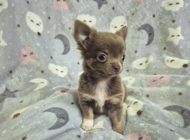 Chihuahua