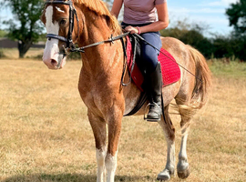 14.1 10 year old welsh C ride & drive gelding.