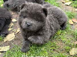 Chow Chow Puppies Black&Red