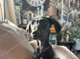 Female 6 month old lurcher